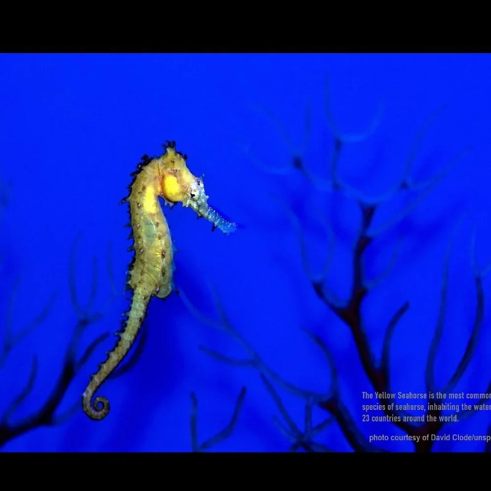 2027 Seahorse Calendar Ocean Marine Life Photography Coastal Decor Wall Calendar